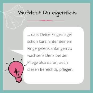 Nagelwissen Nagelaufbau